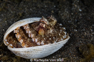 Coconut Octopus showing its tricks during a night dive at... by Marteyne Van Well 